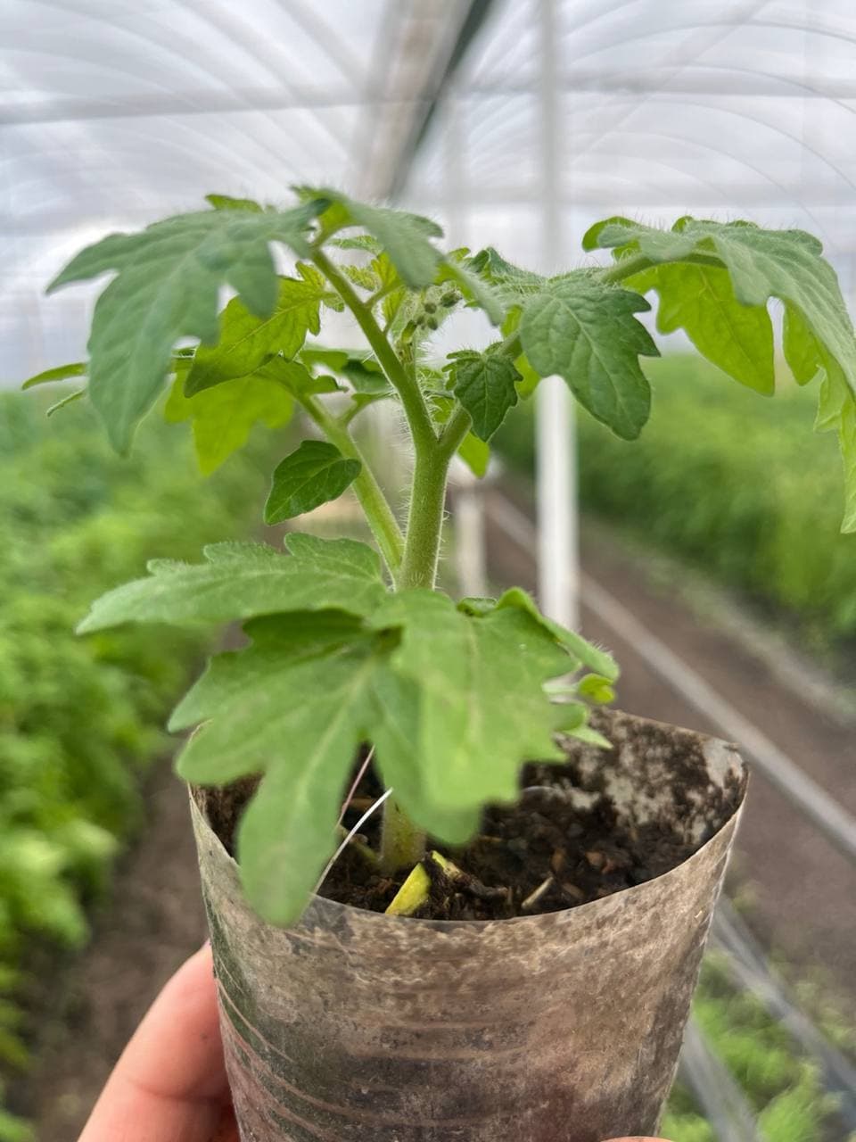 Розсада томатів у паперовому горщику