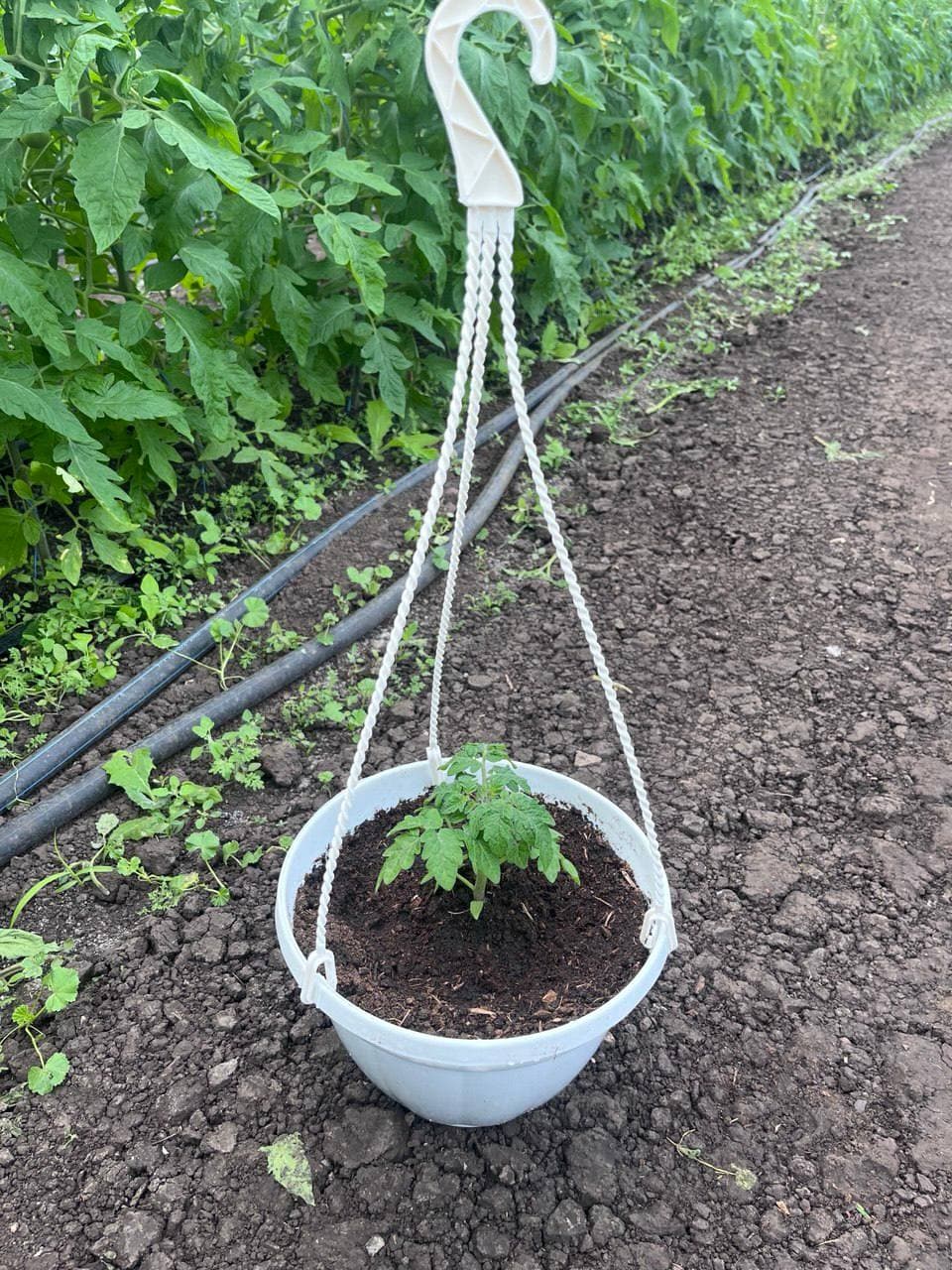 Томат у підвісному горщику в теплиці