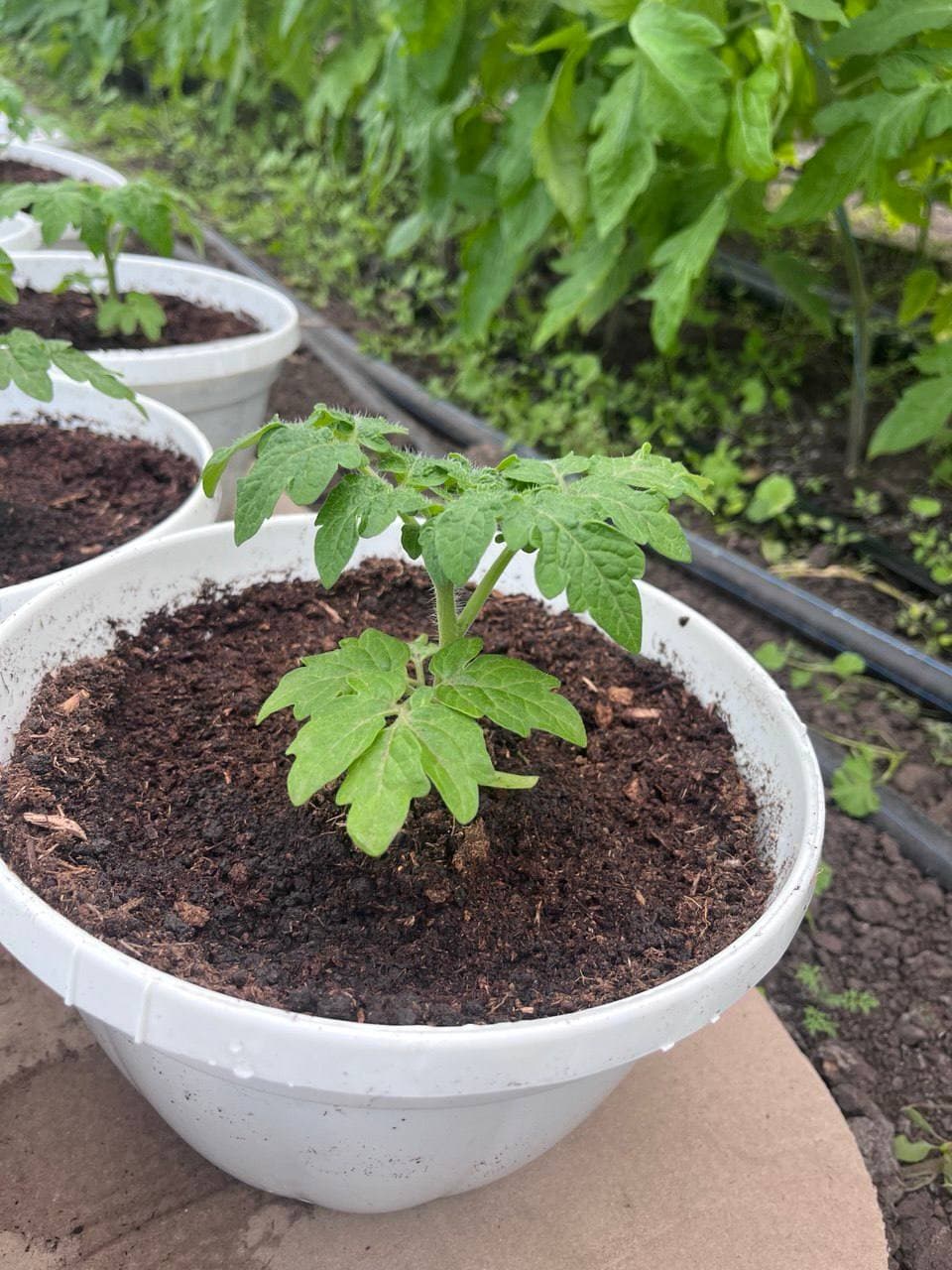 Томати у білих горщиках