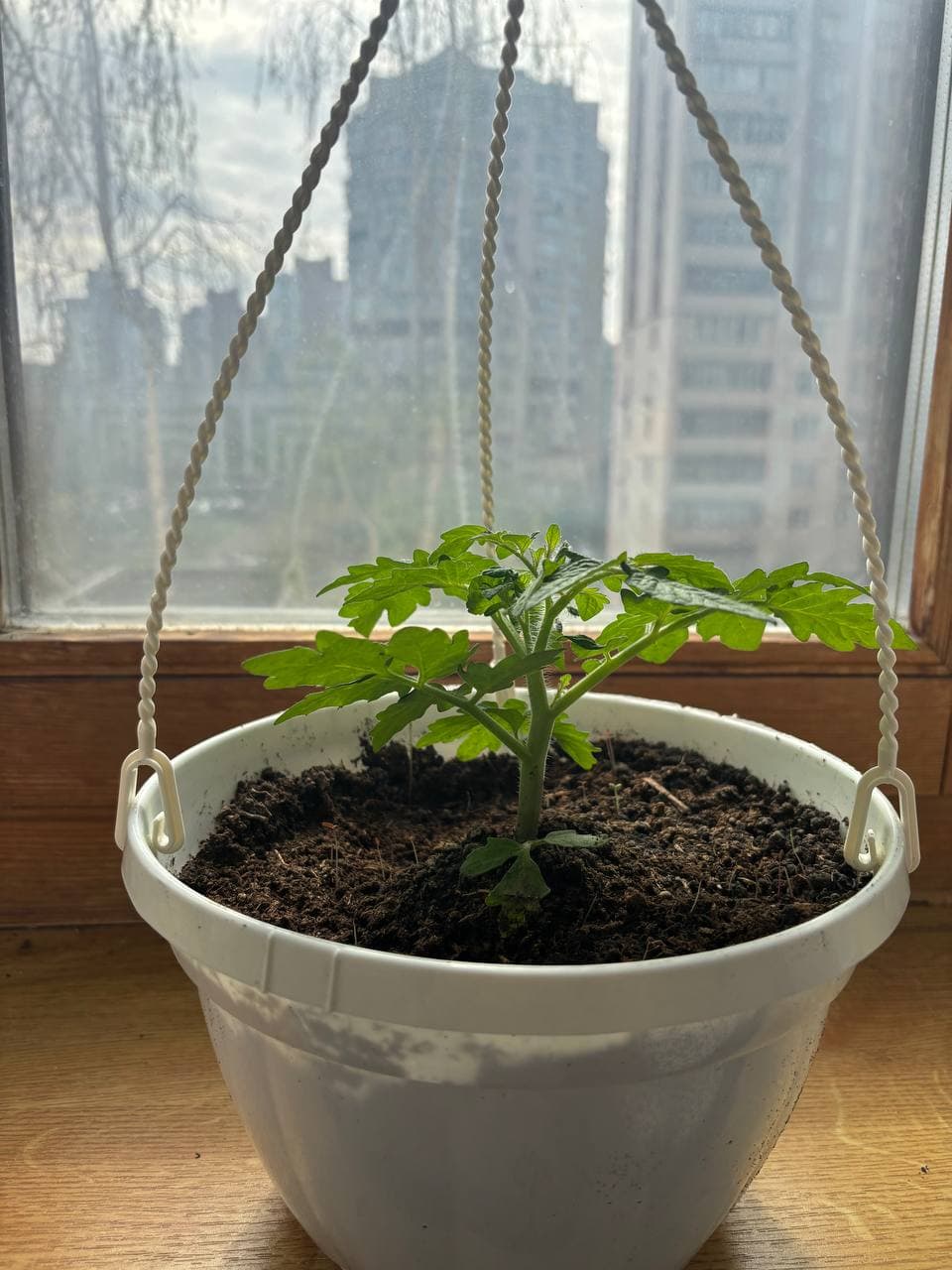 Томат на підвіконні